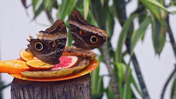 Las Grandes Mariposas Tropicales Cámara Lenta Con Alas Marrones Jardín — Vídeo de stock