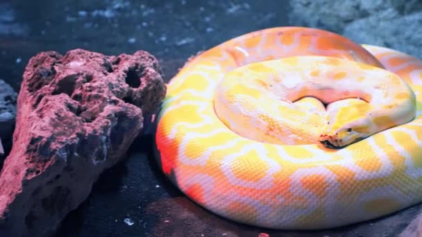 Yellow Python Lying Open Eyed Terrarium Zoo Slow Motion Close — Stock Video