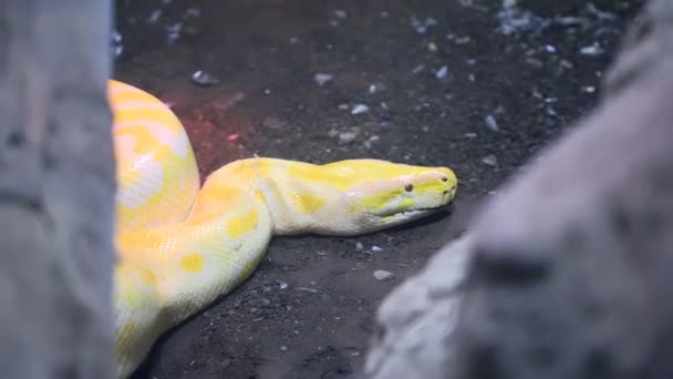 動物園のテラリウムに横たわっている黄色いパイソンの頭 クリップを閉じます 高品質のフルHd映像 — ストック動画