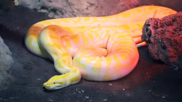 Pitón Amarillo Movimiento Con Los Ojos Abiertos Terrario Zoológico Imágenes — Vídeo de stock