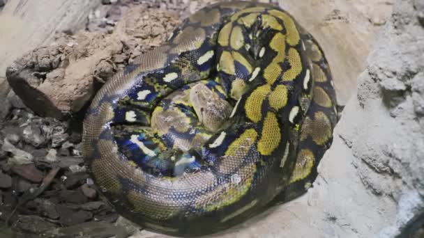 Bewegende Rojal Python Ligt Open Eyed Het Terrarium Bij Zoo — Stockvideo
