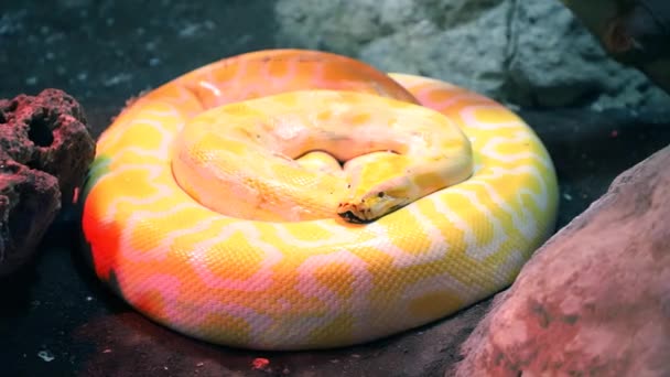 黄色的蟒蛇睁大眼睛躺在动物园的水族馆里 优质Fullhd影片 — 图库视频影像
