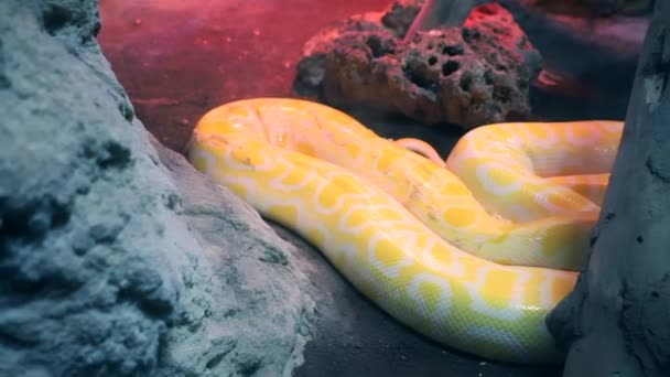 Gelbe Python Liegt Mit Offenen Augen Terrarium Des Zoos Zeitlupe — Stockvideo