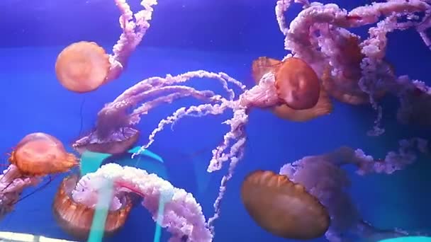 西班牙瓦伦西亚 康帕士水母的Gropu在一个水族馆的游泳池里游泳 蓝色海水背景 关闭运动剪贴簿 高质量的4K镜头 — 图库视频影像