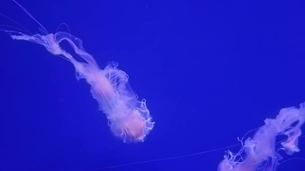 Compas Medúzy Plavání Podmořském Akvarijním Bazénu Valencii Španělsko Modrý Oceán — Stock video