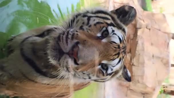 Dziki Tygrys Zamyka Twarz Szybą Klatce Zoo Pionowy Klip Zbliżeniowy — Wideo stockowe