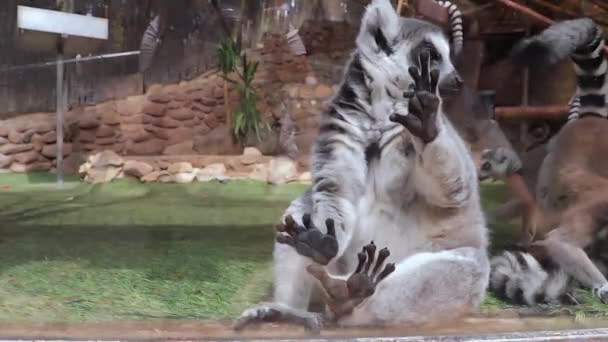 Zittend Buurt Van Het Glas Lemur Catta Een Dierentuin Benidorm — Stockvideo