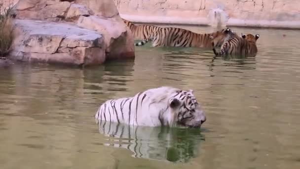 Tigre Bengala Salvaje Blanco Bebe Agua Del Río Zoo Concepto — Vídeos de Stock