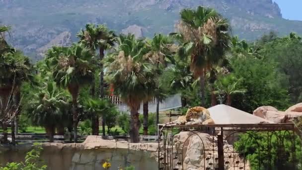 ワイルドタイガーは スペインのベニドルーム市動物園で自分自身を洗います 背景にある山と手のひら 動物の自由の概念 高品質の4K映像 — ストック動画