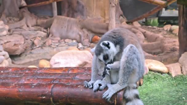 Oturup Lemur Catta Doğal Bir Parkta Yıkamak Yakın Çekim Yüksek — Stok video