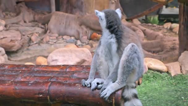 Lemur Catta Doğal Bir Parkta Otururken Yaklaş Yüksek Kalite Görüntü — Stok video