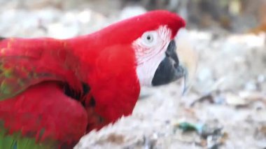 Red Ara papağanı Red Macaw karada yemek yiyor. Videoyu kapat. Yüksek kalite 4k görüntü
