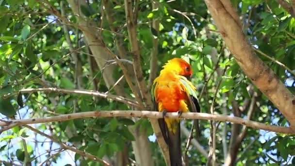 Papağan Sun Cornure Sarı Yeşil Gagasıyla Kanatlarını Temizliyor Bir Ağaçta — Stok video