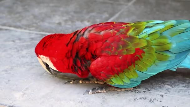 Red Ara Παπαγάλος Red Macaw Τρώει Τρόφιμα Και Κοιτάζοντας Γύρω — Αρχείο Βίντεο