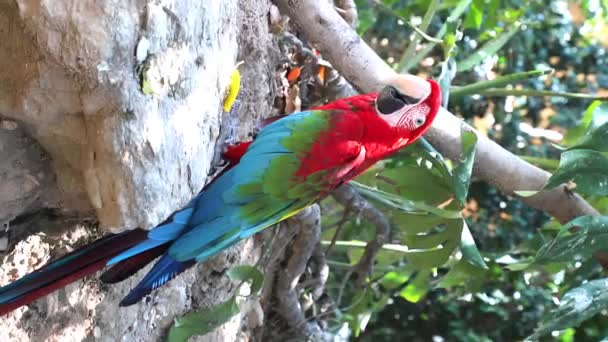 Red Ara Παπαγάλος Red Macaw Τρώει Φύλλα Τροφίμων Που Βρίσκονται — Αρχείο Βίντεο
