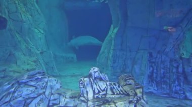 Dev bir su altı akvaryumunda yüzen tek başına bir beluga balinası. Valencia şehri, İspanya. Yüksek kalite 4k görüntü