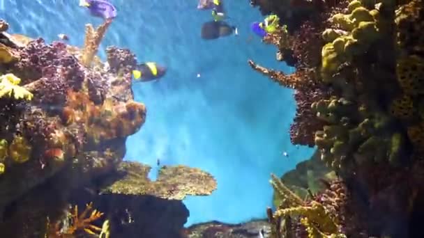 Ομάδα Τροπικών Ψαριών Που Κολυμπούν Υποθαλάσσιο Ζωολογικό Κήπο Aquarium Πολύχρωμα — Αρχείο Βίντεο