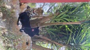 Kara jaguar ve jaguar hayvanat bahçesindeki ormandaki bir kayanın üzerinde dinleniyorlar. Vahşi panter dikey videoyu kapat. Yüksek kalite 4k görüntü