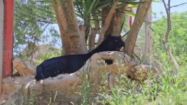 Hayvanat bahçesindeki orman ormanındaki bir kayanın üzerinde dinlenen siyah jaguar. Vahşi panter videosu. Yüksek kalite 4k görüntü