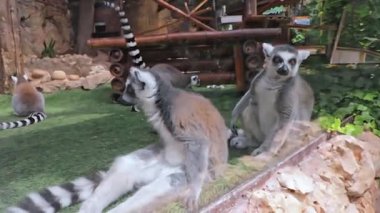 Benidorm 'da bir hayvanat bahçesinde cama yakın oturan iki Lemur. Yaklaş. Arka planda lemurlar oynanıyor. Yüksek kalite 4K görüntü.