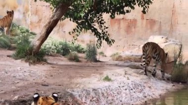 Vahşi kaplan, hayvanat bahçesinde diğer kaplanlarla birlikte kafeste tek başına yürüyor. Hayvan özgürlüğü kavramı. Yüksek kalite 4K görüntü.