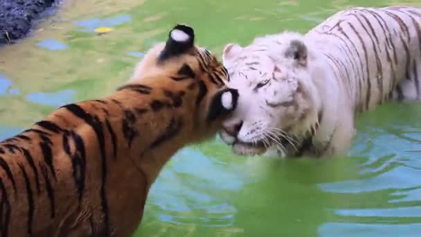 Harimau Bengal Liar Putih Dan Seekor Harimau Bengal Liar Berenang — Stok Video