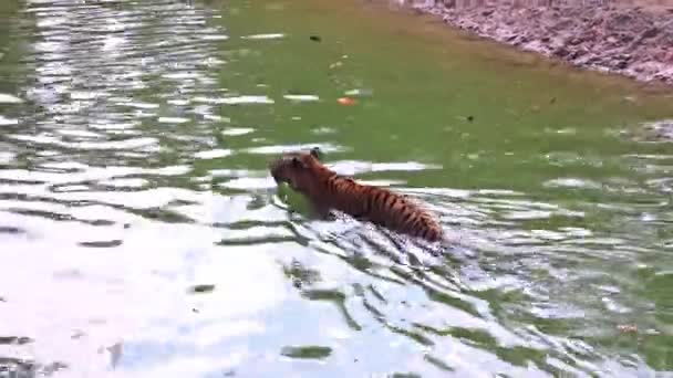 Дикий Тигр Плаває Самоті Річці Клітці Зоопарку Концепція Свободи Тварин — стокове відео