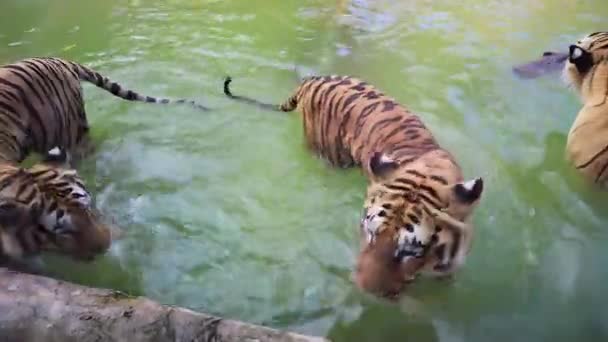 Dwa Dzikie Tygrysy Spacerujące Wodzie Klatce Innymi Tygrysami Zoo Tygrysy — Wideo stockowe