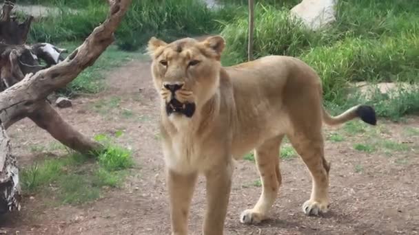Wilde Löwenweibchen Aus Nächster Nähe Stehen Und Brüllen Käfig Zoo — Stockvideo