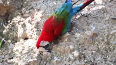 Red Ara papağanı Red Macaw kayada yürüyor. Videoyu kapat. Yüksek kalite 4k görüntü