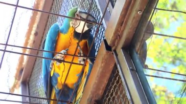 Sarı - mavi Ara papağanı kafese oturmuş ve çiğniyor. Videoyu kapat. Yüksek kalite 4k görüntü