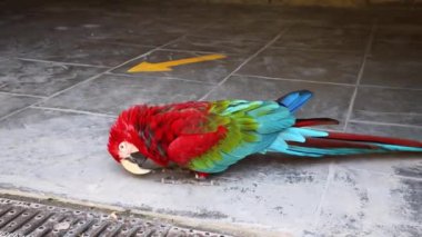 Red Ara papağanı Red Macaw gagasıyla bacağını temizliyor. Videoyu kapat. Yüksek kalite 4k görüntü