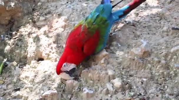 Czerwona Ara Papuga Red Macaw Schodząca Skałę Zamknij Wideo Wysokiej — Wideo stockowe