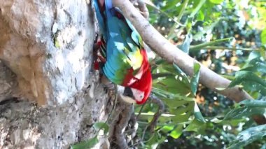 Red Ara papağanı Red Macaw bir kayanın üzerinde duruyor. Dikey videoyu kapat. Yüksek kalite 4k görüntü