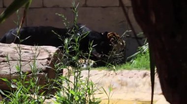 Kara jaguar ve leopar orman ormanında birbirlerini yıkıyorlar. Vahşi panter ve jaguar arkadaşlık videosu. Yüksek kalite 4k görüntü