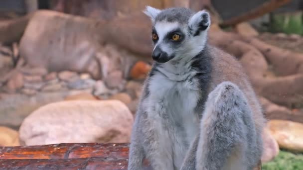 Sitter Och Loking Runt Lemur Catta Naturlig Park Närbild Högkvalitativ — Stockvideo