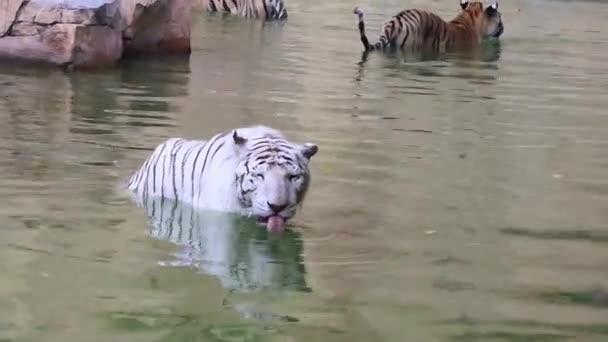 Белый Дикий Бенгальский Тигр Пьет Воду Реки Зоопарке — стоковое видео