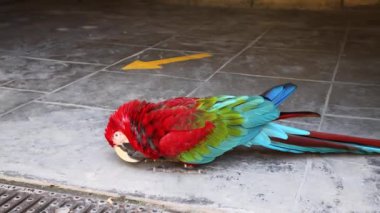 Red Ara papağanı Red Macaw kafasını yere vuruyor. Videoyu kapat. Yüksek kalite 4k görüntü