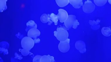 Derin mavi okyanus sahnesinde zarif denizanaları dans ediyor. Yüksek kalite 4k görüntü