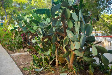 Yapraklarla çevrili güneşli bahçede yemyeşil armut kaktüsü..