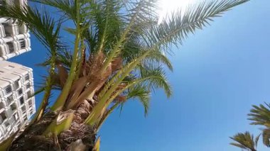 Parlak güneşin altındaki palmiye ağacı berrak mavi gökyüzüne karşı, aşağı bakıyor. Yüksek kaliteli FullHD görüntüler