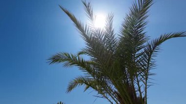Parlak mavi gökyüzüne uzanan palmiye ağaçları. Yüksek kaliteli FullHD görüntüler