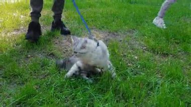 Pers gri kedisi tasmalı bir şekilde çimenleri keşfediyor. Yüksek kaliteli FullHD görüntüler