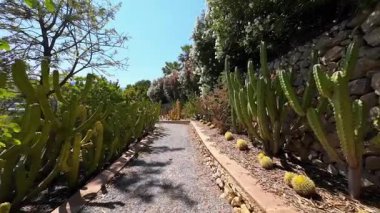 Çiçeklerle çevrili canlı kaktüs bahçesi yolu. Yüksek kaliteli FullHD görüntüler