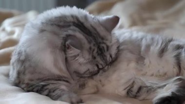 Kedi kendini yumuşak yatağa tıkıştırıyor, yakın çekim. Yüksek kalite 4k görüntü