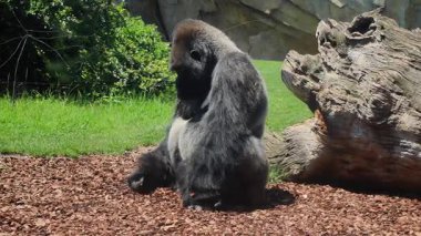 Goril, doğal bir doğal yaşam alanında düşünceli bir şekilde oturuyor. Yüksek kalite 4k görüntü