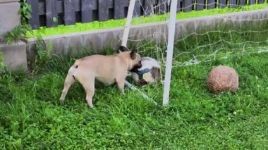 Enerjik Fransız bulldog futbol oynuyor ve yemyeşil arka bahçede çitlerde geziniyor. Yüksek kaliteli FullHD görüntüler