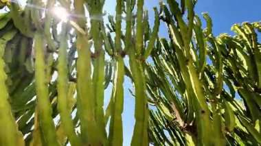 Parlak güneşli çöl sahnesinde sallanan görkemli kaktüsler. Yüksek kaliteli FullHD görüntüler