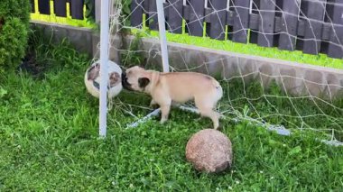 Bahçe macerasında oyuncu köpek futbol topuyla meşgul olur. Yüksek kaliteli FullHD görüntüler