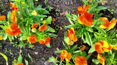 Canlı kadife çiçekleri zengin toprak dokusunda sırayla çiçek açıyor. Yüksek kalite 4k görüntü
